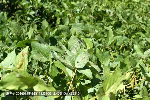 大豆,大豆田