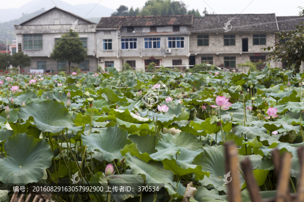 張谷英村