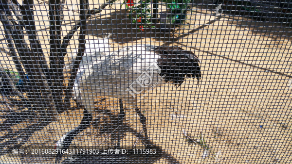 鳥園