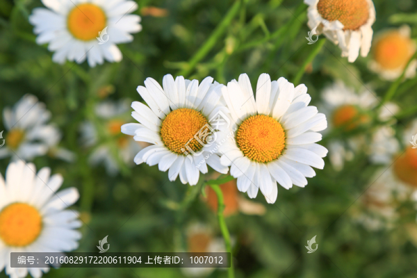 雛菊