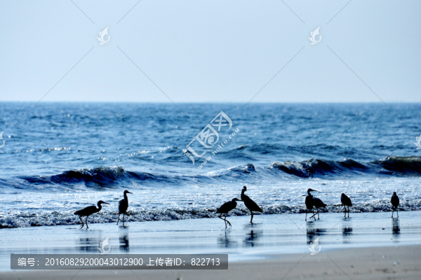 大海,白鷺