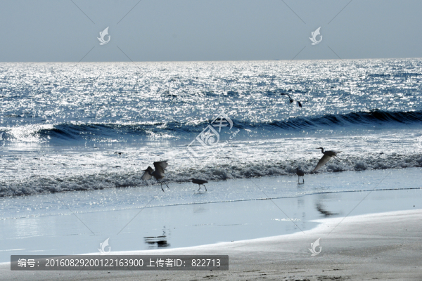 大海,白鷺