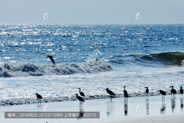 大海,白鷺