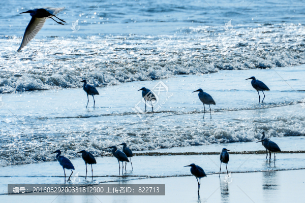 大海,白鷺