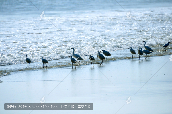 大海,白鷺