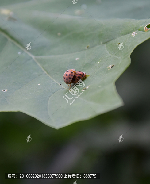 樹(shù)葉上的七星瓢蟲(chóng)