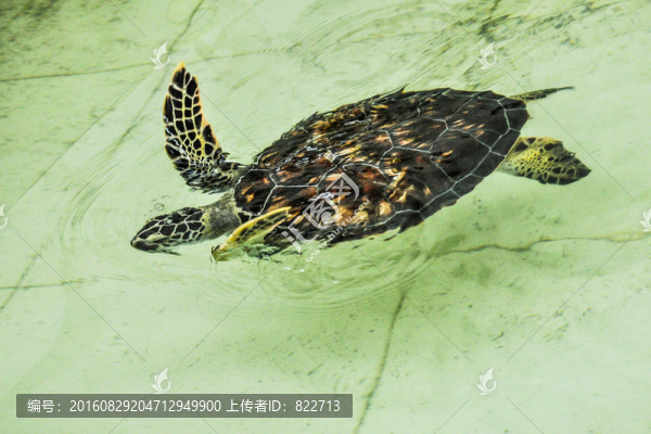 海龜