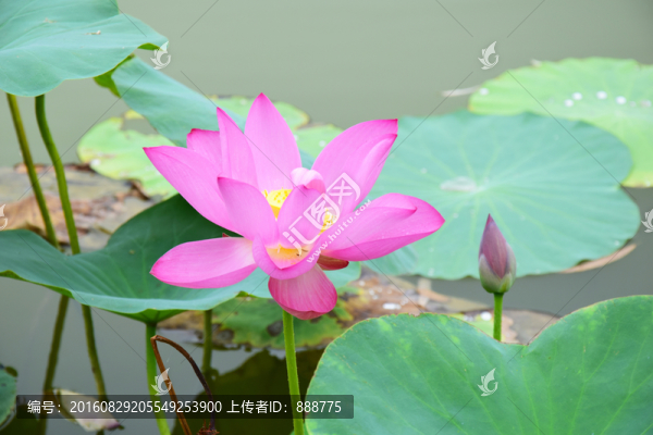 美麗的荷花高清圖片