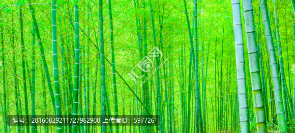 竹林寬幅