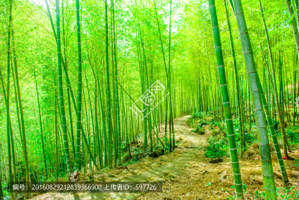 竹林小路