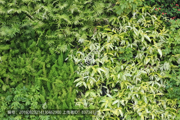 植物墻