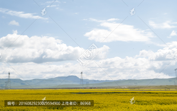 青海油菜花