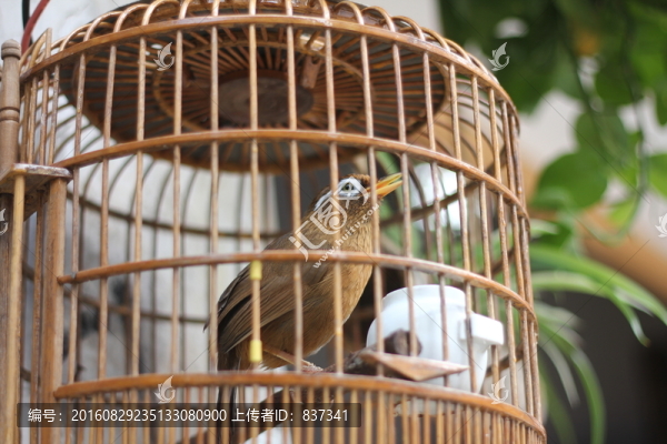 籠中鳥