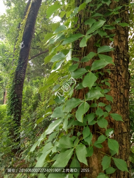 原始森林,樹(shù)林