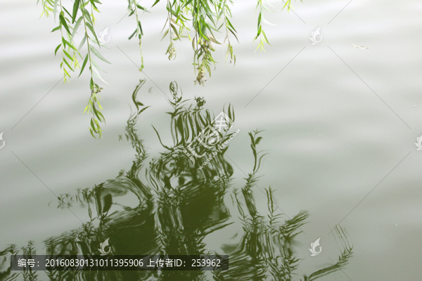 柳樹(shù)