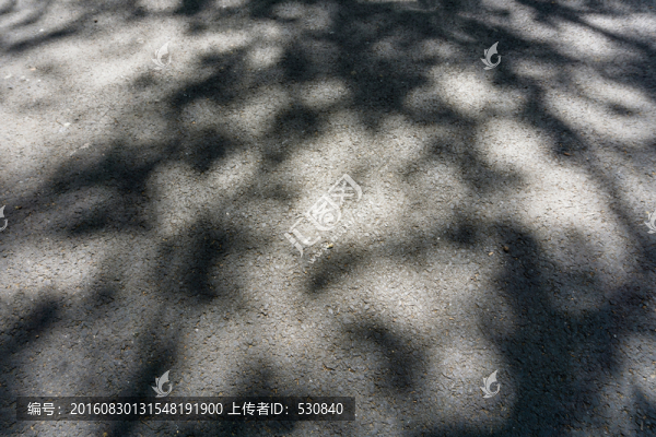 地面樹(shù)影,光影
