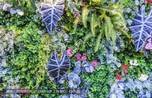 綠色植物背景墻