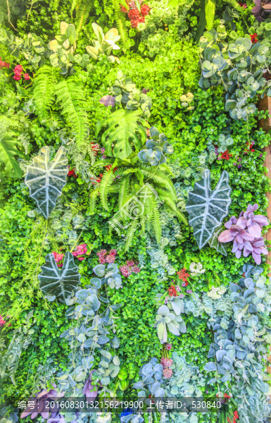 植物墻