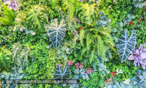 植物墻