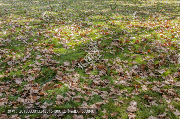草地樹影,光影