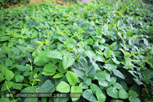 豆角菜地
