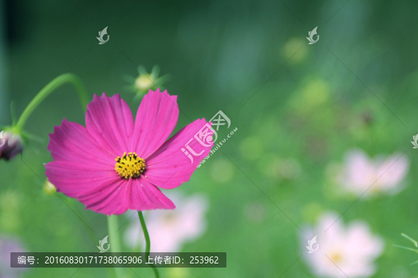 格桑花