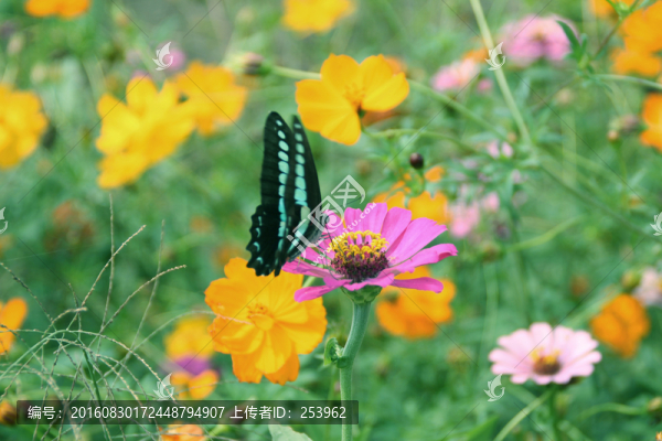 蝴蝶