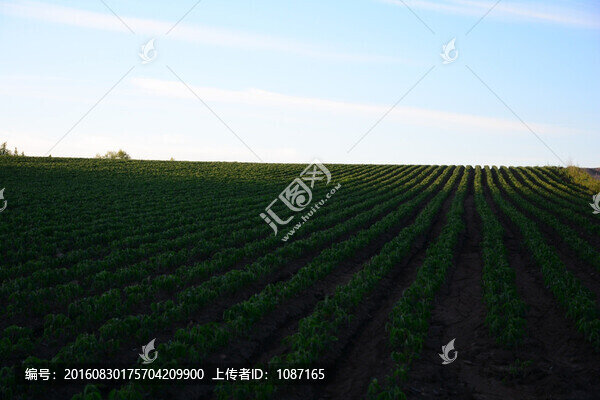 希望的田野
