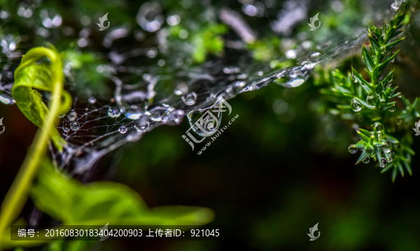雨后露珠