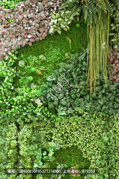 綠植,植物墻,植物