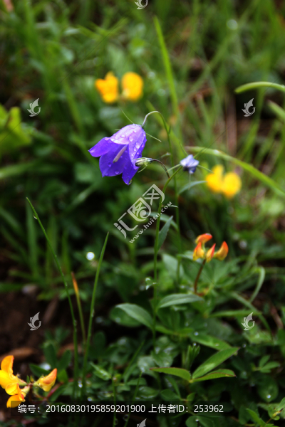 花草