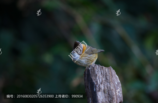 黃頸鳳鹛