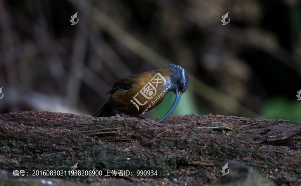 劍嘴鹛,鳥(niǎo)類