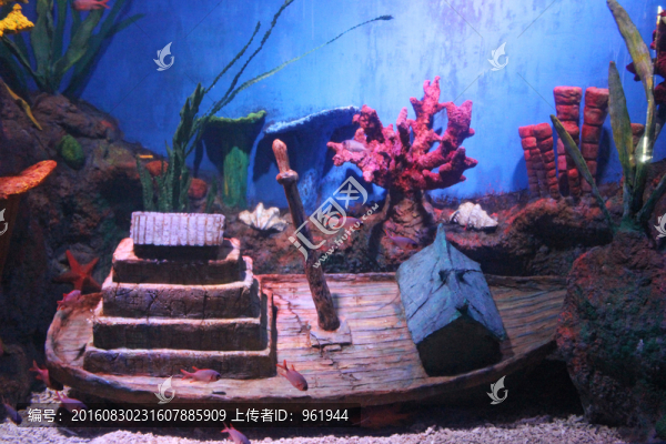 觀賞魚,海洋動物