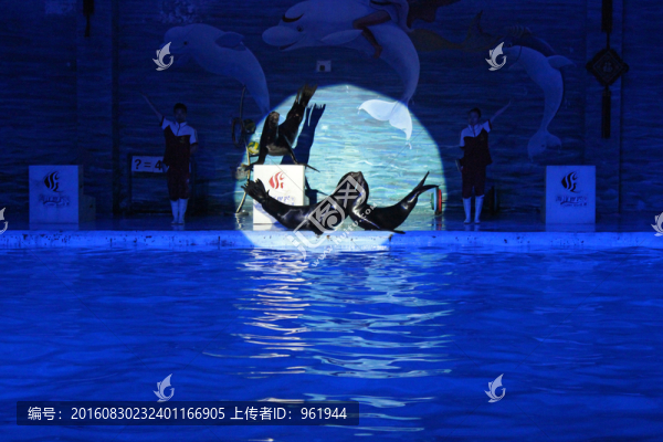 海獅