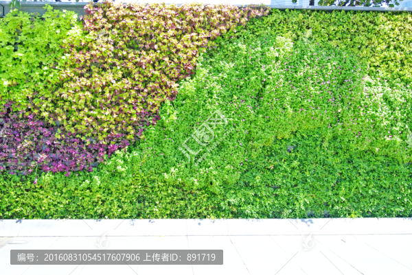 植物墻,植被墻