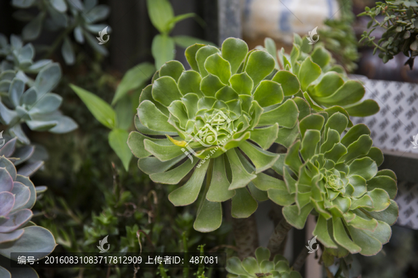 多肉植物