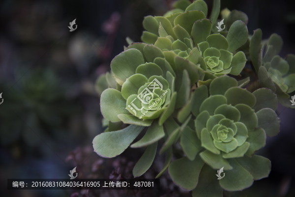 多肉植物