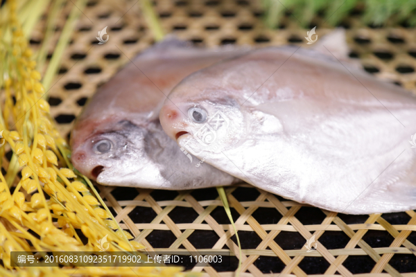 野生小白鯧