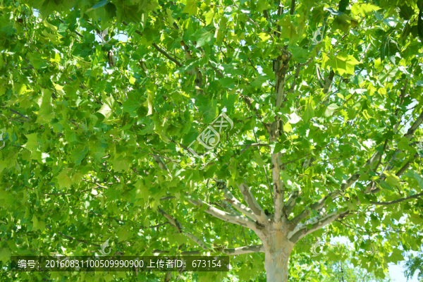綠樹(shù)