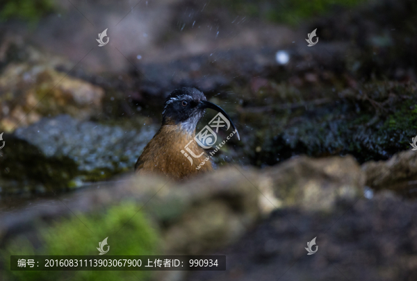 劍嘴鹛,珍稀鳥類