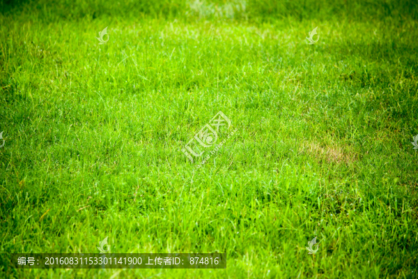 草地