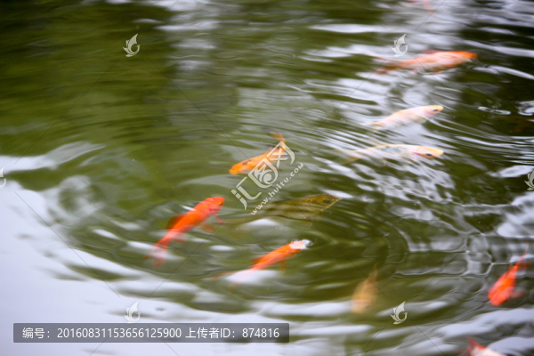 水紋,游魚
