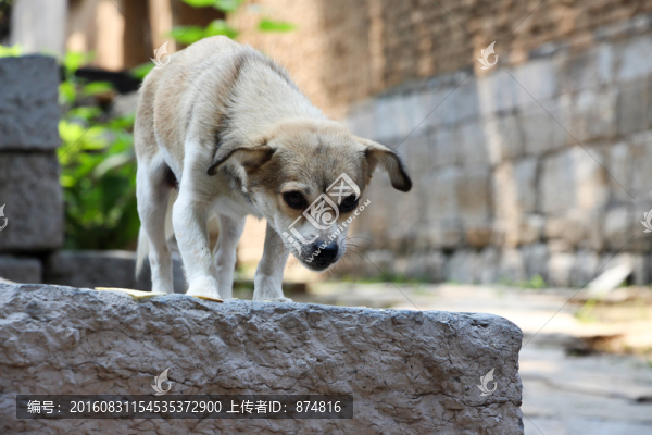 小狗