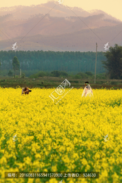 惠州觀音閣油菜花田