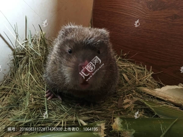 竹鼠