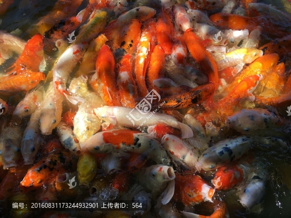 錦鯉魚群特寫