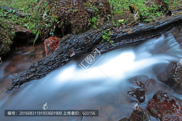 枯木