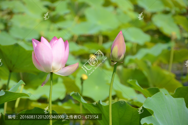 荷花