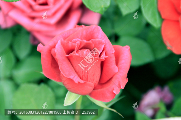 玫瑰花